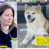 Ingineră de la ANIF Vaslui, condamnată după ce câinele ei, un Akita Inu, a sfâșiat o fetiță care se juca!