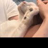 Pisica gestantă care a mers singură la veterinar să nască și-a găsit o nouă familie