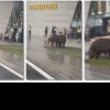 Imagini incredibile! Mai mulți porci, filmați în fața Aeroportului din Timișoara – VIDEO