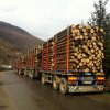 Sectorul forestier avertizează. Politica verde a UE ne închide toată industria