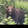 Exemplar impresionant de urs surprins într-o pădure din Broșteni (foto)