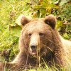 Romsilva intensifică măsurile de monitorizare a populației de urs în fondurile cinegetice gestionate, în zonele de risc privind interacțiunea cu oamenii