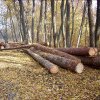 Un adult, un adolescent de 17 ani și mama acestuia au fost prinși în timp ce furau lemne dintr-o pădure din Ilișești