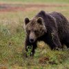 Apeluri record: Mii de români au sunat doar în 2024 la 112 privind prezența urșilor