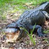 Copil, ucis de crocodil în Australia