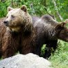 Măsuri pentru gestionarea urșilor în localitățile din județul Prahova