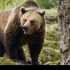 Tánczos Barna: Tragedia putea fi evitată! Trebuie reintrodusă vânătoarea de urși. Câți oameni trebuie să mai moară?