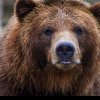 Ursul care a ucis trei căprioare și un emu în Grădina Zoologică din Târgu Mureș a fost împușcat