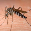 Avertisment în București! Au fost depistați țânțari care transmit virusul West Nile