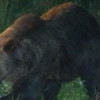 Camera Deputaților adoptă o lege ce permite din nou vânătoarea urșilor