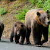 Măsuri preventive ale Romsilva după moartea fetei atacate de urs
