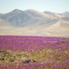 Milioane de flori în cel mai arid deșert din lume