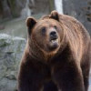 Ministrul Mediului: „Populaţia de urs brun este scăpată de sub control”. Ce au în plan autoritățile, după ce o tânără a murit sfâșiată