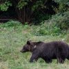 43 de exemplare de urs vor putea fi recoltate în Mureș până la finele anului