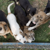 Adăpostul pentru câini din Sf. Gheorghe e suprapopulat