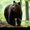 Avertizări în județul Mureș: Urșii au marcat weekend-ul
