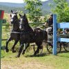 Concurs international de atelaje cu 2 cai, în Covasna