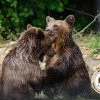 Ministerul Mediului va schimba legislația, spre a permite împușcarea urșilor agresivi