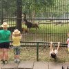 PROPUNERE: Intrare gratuită la aniversarea Grădinii Zoologice Târgu Mureș