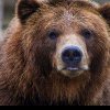 Ursoaică împușcată mortal în incinta Zoo Târgu Mureș