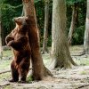 VIDEO – Un urs terorizează Grădina Zoologică din Târgu Mureș. A ucis o căprioară
