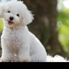 15 rase de câini care nu lasă păr. Sunt companionii perfecți pentru cei care au alergii și, în plus, te scapă de grija curățării după ei