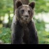 Alertă de urs în localitatea Cetatea de Baltă, din județul Alba! Un cunoscut obiectiv turistic se află în zonă: oamenii, sfătuiți la prudență