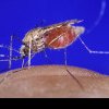 Amestecul-minune care te scapă rapid de țânțari. Se prepară în casă cu doar câteva ingrediente