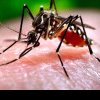 Autoritățile, în alertă: Țânțarii care provoacă virusul West Nile au fost depistați în 4 sectoare. Care sunt simptomele infectării