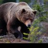 Bărbat atacat de urs în judeţul Bistriţa-Năsăud: cum se simte victima