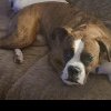 Câine MORT în urma unui tratament foarte POPULAR pentru combaterea purecilor. Medicamentul se găsește și în România