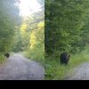 Cum a reacționat o tânără din România când s-a întâlnit cu ursul pe un traseu montan: „Nu l-am speriat, n-am luat-o la fugă”