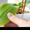 Cum salvezi orhideea care are frunzele lipicioase. Tratamentul care asigură înflorirea bogată și menține planta sănătoasă