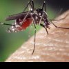 Cum scăpăm de țânțari? Metode eficiente de la specialiști. Cele mai bune soluții pentru a-i ține departe de piele