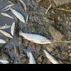 DEZASTRU pe un râu din România. Mii de pești morți plutesc pe apă. Exemplarele mari au fost prinse cu mâna de oameni de pe mal - FOTO/VIDEO