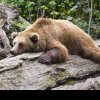 Dosar penal pentru ucidere din culpă şi braconaj, după împuşcarea ursului care a ucis o tânără pe traseul Jepii Mici