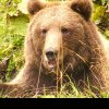 Exemplarele de urs care trăiesc în fondurile cinegetice administrate de Romsilva depăşesc de 3 ori efectivul optim. Ce MĂSURI ia compania