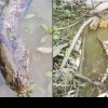Imagini de coșmar pe Olt, zeci de pești morți plutesc pe apă. Explicația autorităților este îngrijorătoare - VIDEO