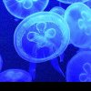 Invazie de meduze în Marea Neagră: cât de periculoase sunt pentru turiști? Ce faci dacă te înțeapă meduza mov: măsuri de prim ajutor