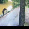 Panică la ZOO Târgu Mureș: un urs a evadat și a sfâșiat o căprioară. Animalul, filmat cum se plimbă nestingherit prin incintă. Accesul vizitatorilor NU a fost restricționat - VIDEO