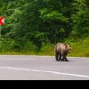 Parlamentarii, convocați de urgență pentru modificarea legislației privind gestionarea urșilor din România