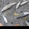 Peşti morţi în apele lacului Ciric din Iaşi! Autoritățile pun incidentul pe seama caniculei: imagini uluitoare