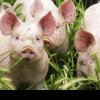 PSD susține agricultorii români cu sume mari pentru a reface producția internă a cărnii de porc, ca să scădem factura porcului de import de 1 miliard de euro
