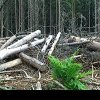 România a rămas fără un sfert din păduri! Planul eșuat al lui Ceaușescu de a reface suprafața forestieră