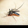 Scapă RAPID de țânțari cu soluții făcute în casă! Ingrediente naturale care resping insectele
