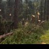 Urgie în Maramureș: o tornadă a culcat la pământ o pădure întreagă. Un bărbat a murit lovit de fulger - VIDEO