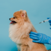Ce vaccinuri se fac la câini mici – vaccinarea canină explicată