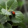 Curiozităţi despre buburuze – de ce sunt nişte insecte utile