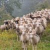 Focar de Pesta Micilor Rumegătoare la o fermă din Timiş. 13.000 de oi au fost sacrificate
