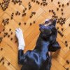 Hrănirea câinelui în timp ce se joacă: cel mai bun mod de a construi o legătură puternică?